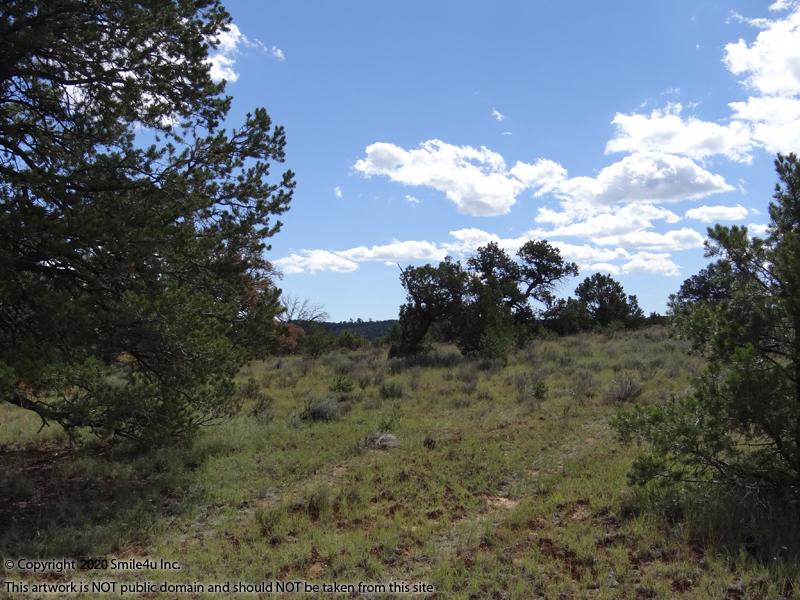 10 acres in Candy Kitchen New Mexico